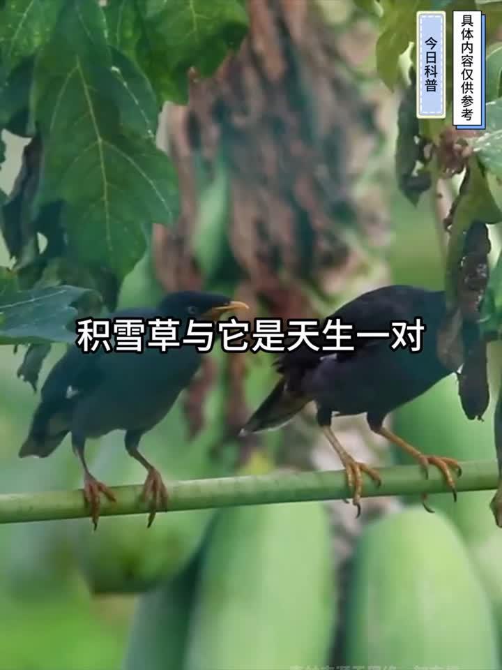 积雪草与它是天生一对,坚持1个月,击退增生疤,皮肤白白净净