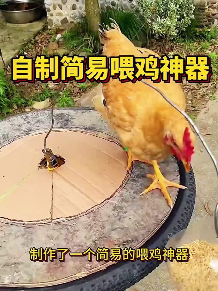 自制简易喂鸡神器,结局意想不到