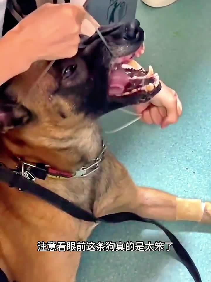 狗被鱼刺卡嗓子