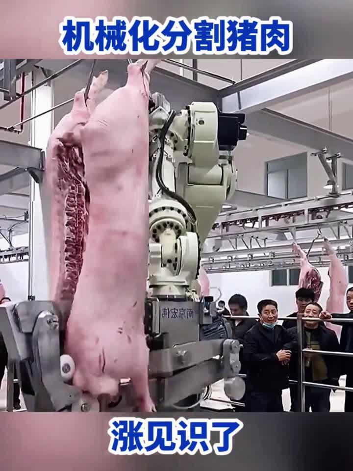 机械化分割猪肉,涨见识了
