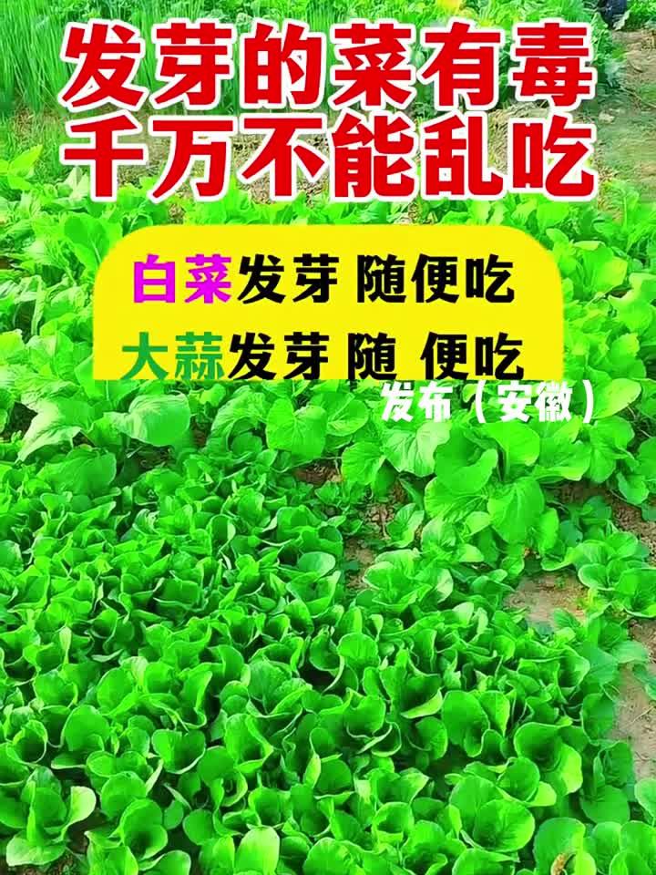 发芽的菜有毒千万不能乱吃