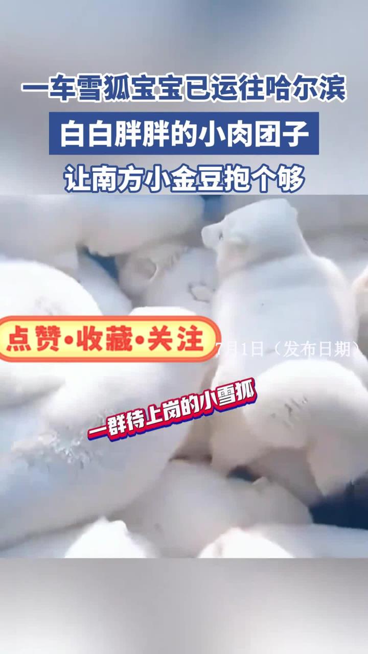 一车雪狐宝宝已运往哈尔滨，白白胖胖的小肉团子，让南方人抱个够