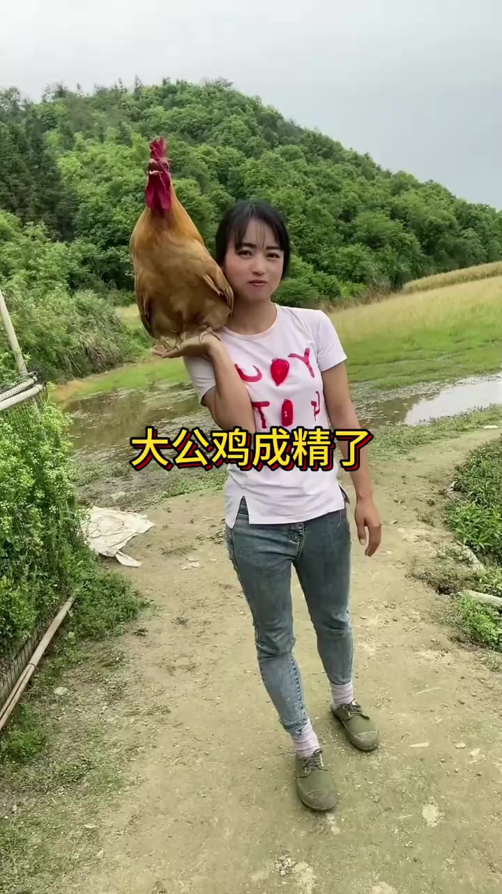 聪明的大公鸡:美女的宠物展示惊人理解能力与亲昵互动