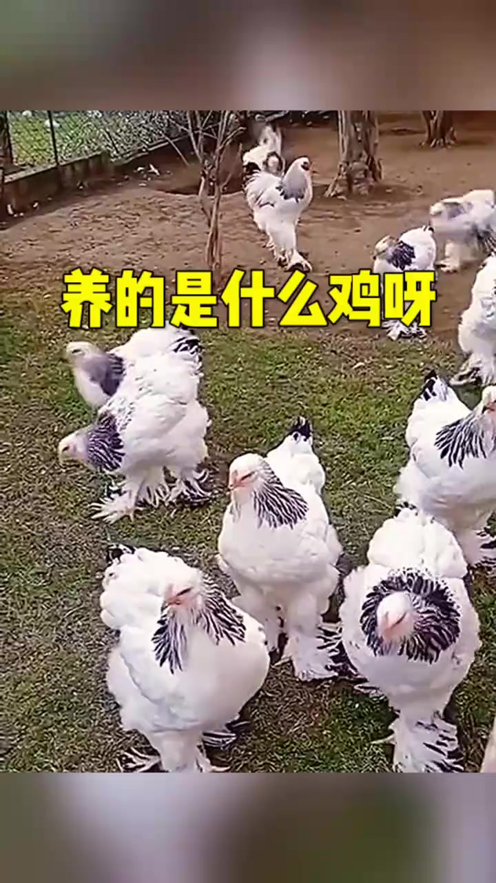 奇特鸡种探秘:成本高却不知用途,白毛公鸡与传统养殖的对比
