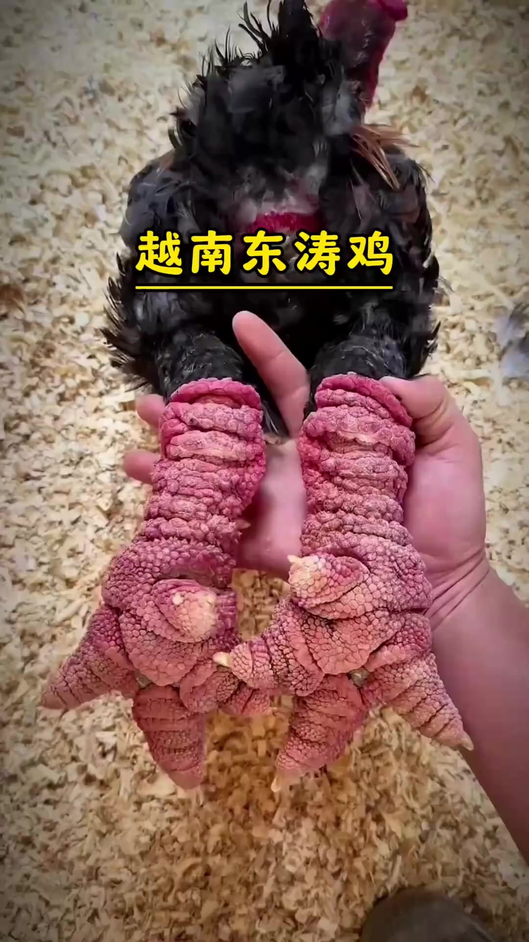 揭秘越南冬涛鸡:贵族专宠的独特品种与夸张的腿部特征