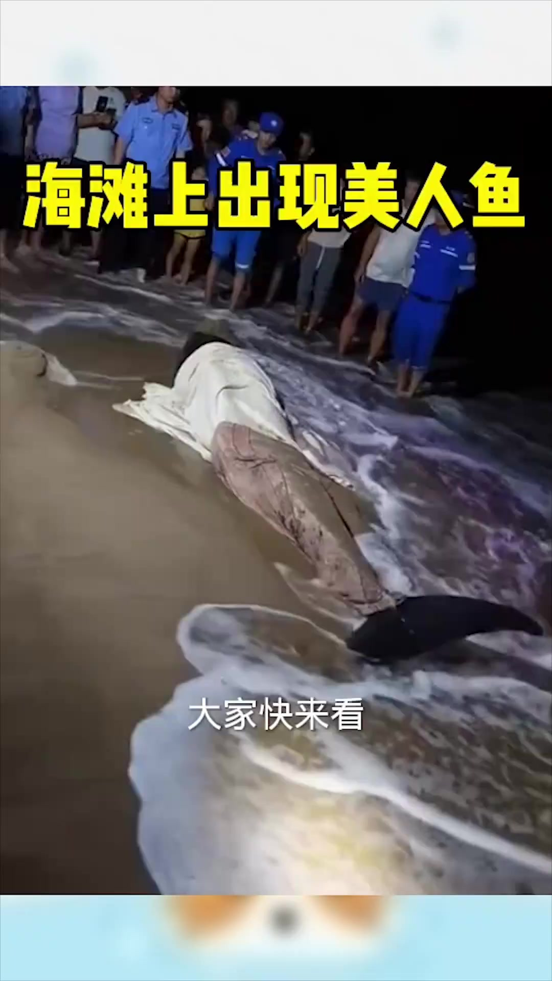 海滩惊现“美人鱼”,尾巴引发围观,别让它动!