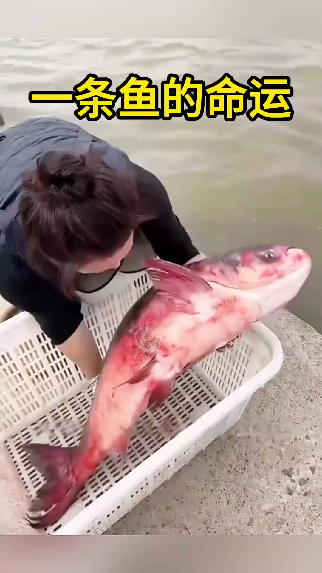 《神秘女子与红鱼:生命之旅的奇迹与悬念》