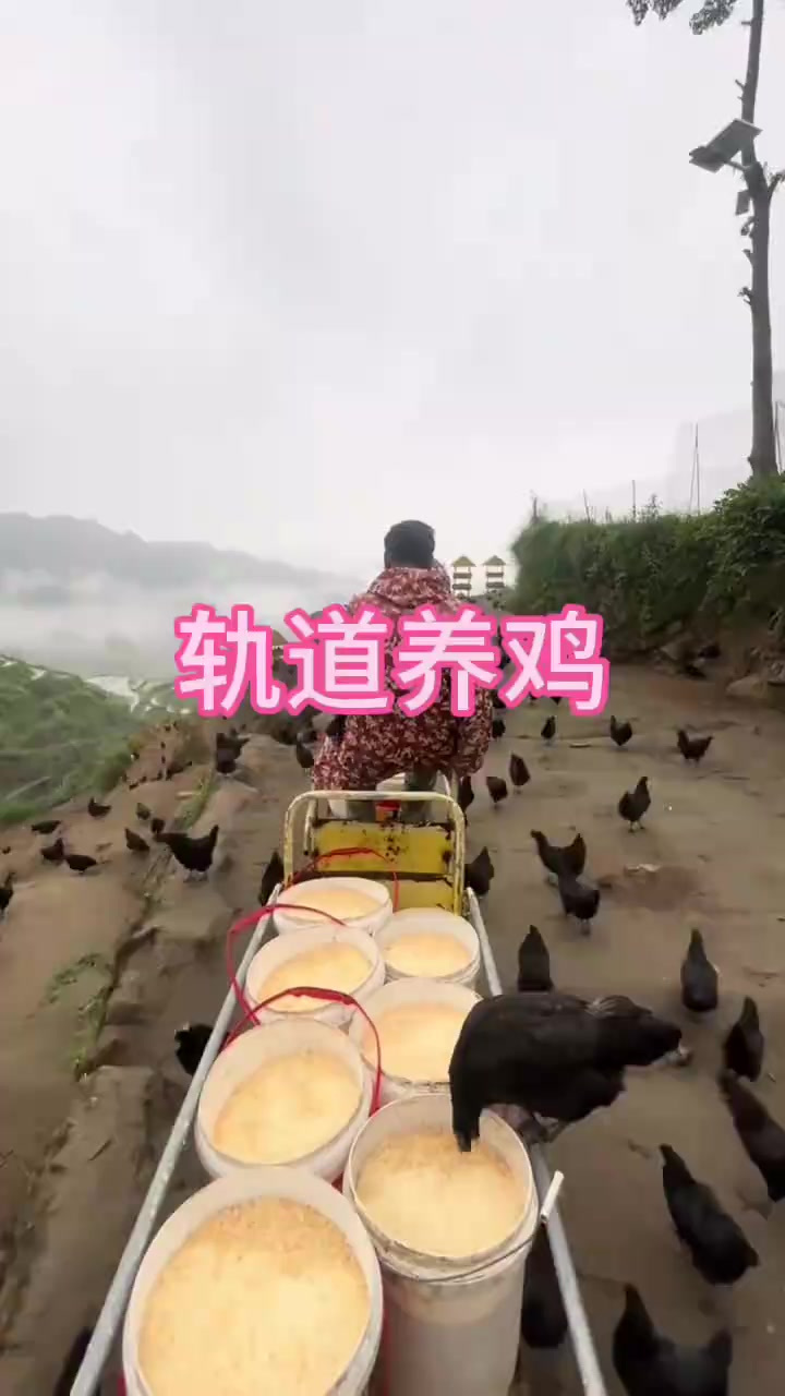 创新小轨道助力山上养鸡场，提高工作效率与便捷性