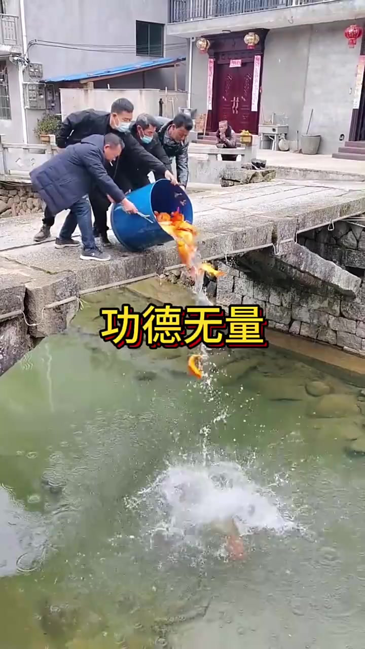 村民放生红鲤鱼，展现善行与对自然的尊重，愿年年有余好运常伴