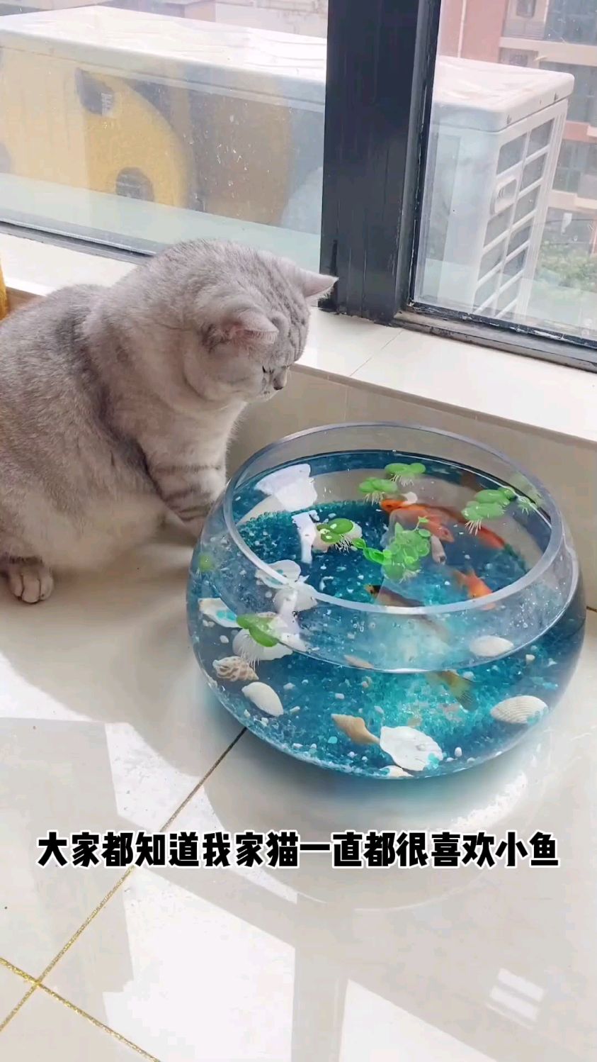 我家猫也有自己的海底世界啦～猫猫鱼缸也太好看了吧！