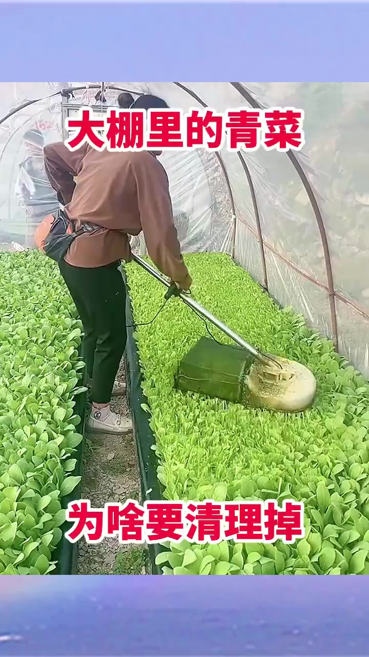 “奇怪农法：大妈用打磨机粉碎青菜尖，究竟意图何在？”