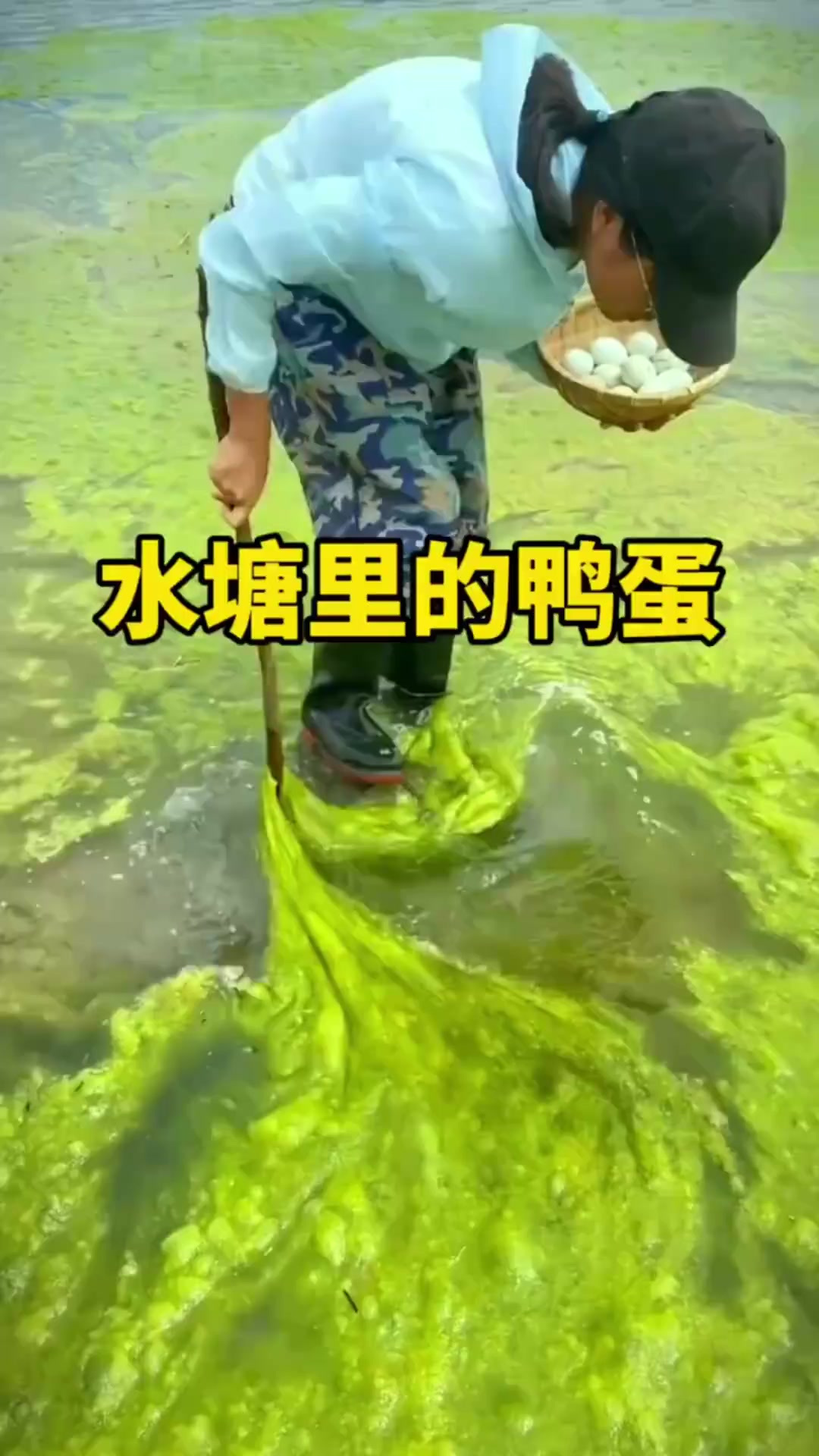 鸭子蛋藏水塘,青苔下竟是鸭蛋,损失不小真意外!