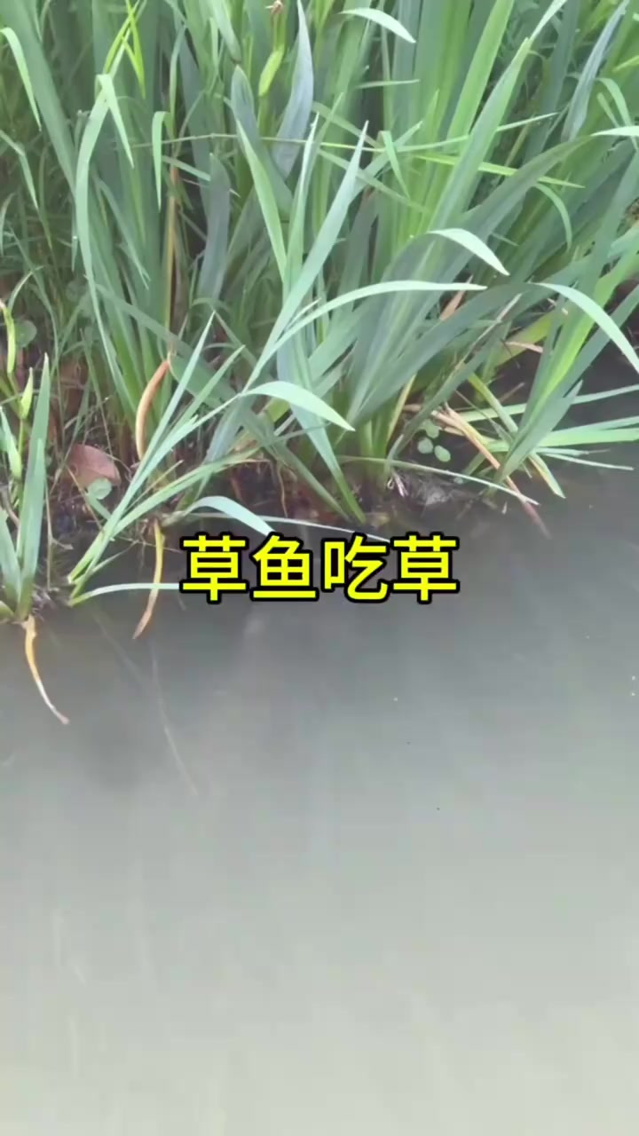 亲眼目睹草鱼吃草,原来传说中的场景真实有趣!