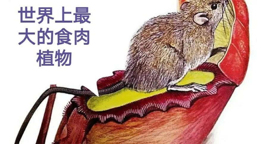 4种世界上最厉害的食肉植物：半秒钟就可以吃掉一只老鼠！
