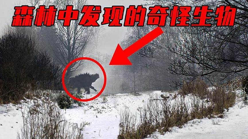 在切尔诺贝利森林中发现的4个奇怪生物！