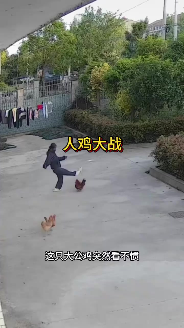 惊险一幕:女子与公鸡斗智斗勇笑翻全场!