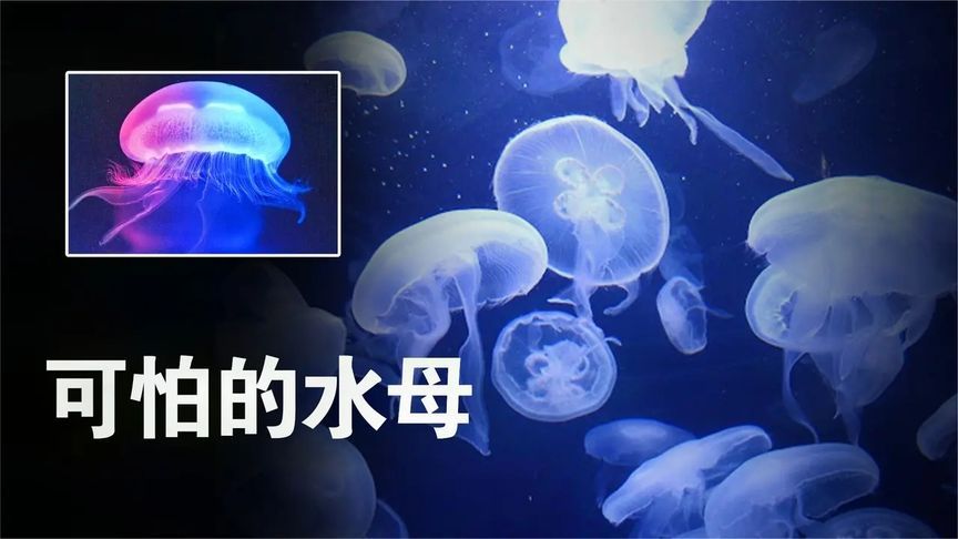 伤人最疼的4种生物，看着美丽无害的水母，却暗藏致命毒素