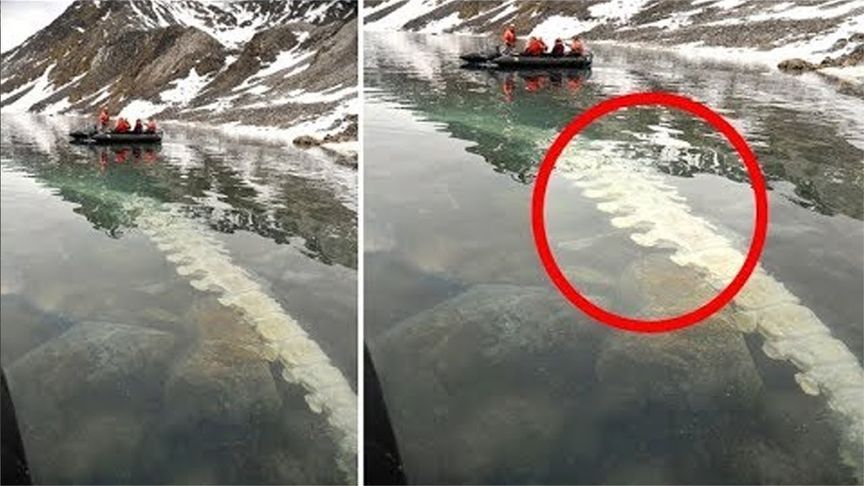 潜水员在清澈的水中发现的可怕的东西