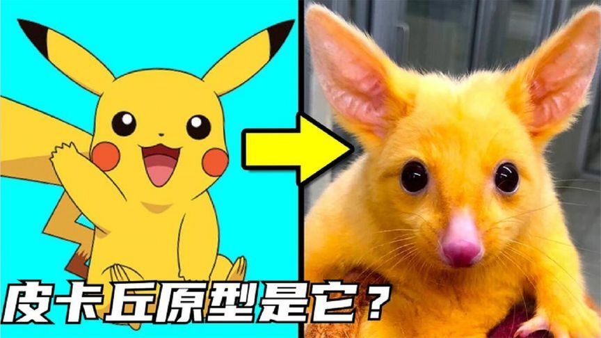 6个现实中的口袋妖怪，皮卡丘的原型竟然是变异负鼠，真是黄色？