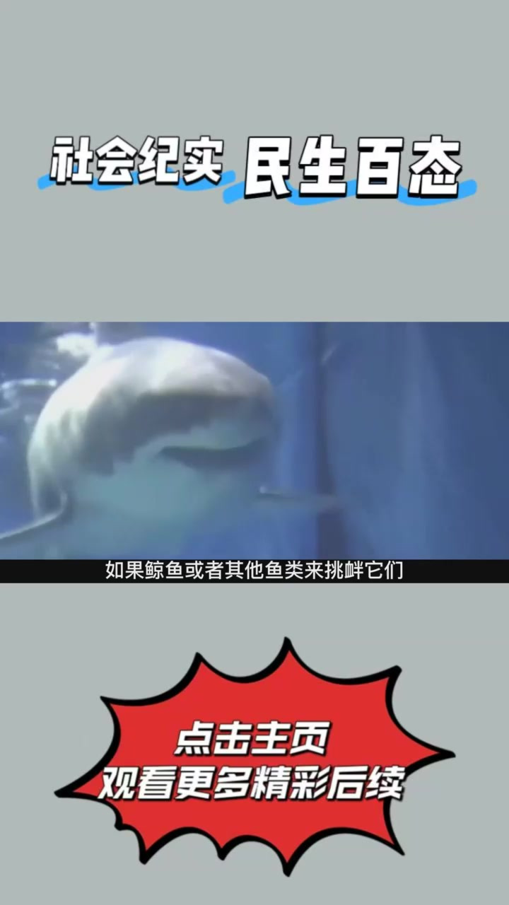 海里最大的食肉鱼类,大白鲨有锯齿般的牙齿,最喜欢的食物是海豹⑤
