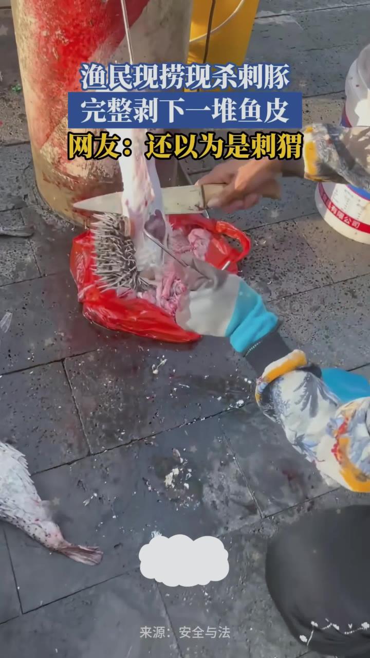 渔民现捞现杀刺豚，完整剥下一堆鱼皮，网友：还以为是刺猬