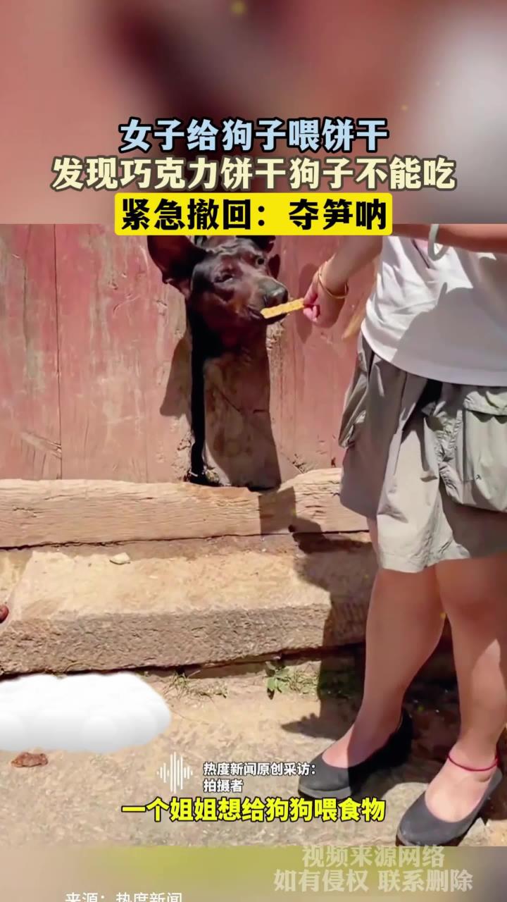女子给狗子喂饼干,发现巧克力饼干狗子不能吃,紧急撤回:夺笋呐