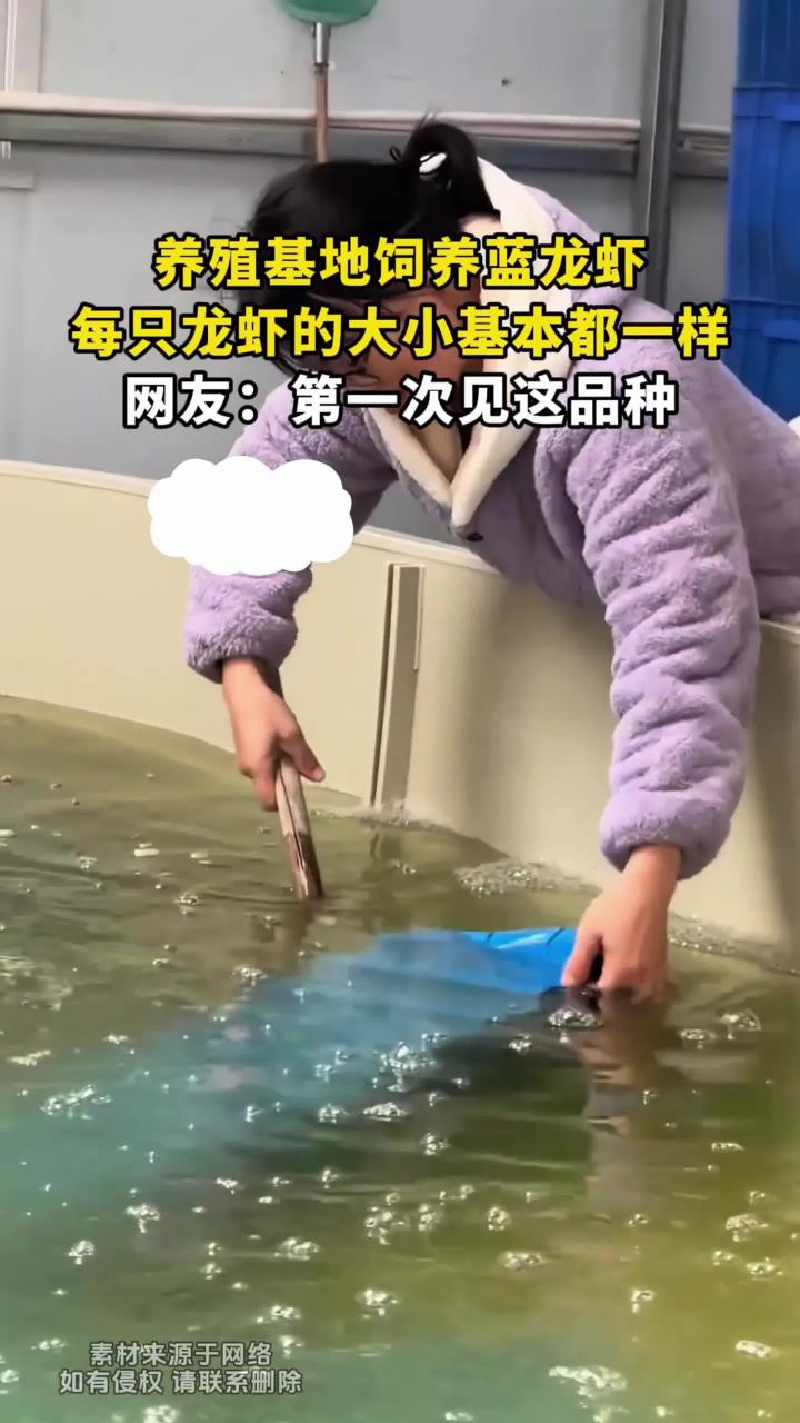 养殖基地饲养蓝龙虾,每只龙虾的大小基本都一样,网友:第一次见这品种