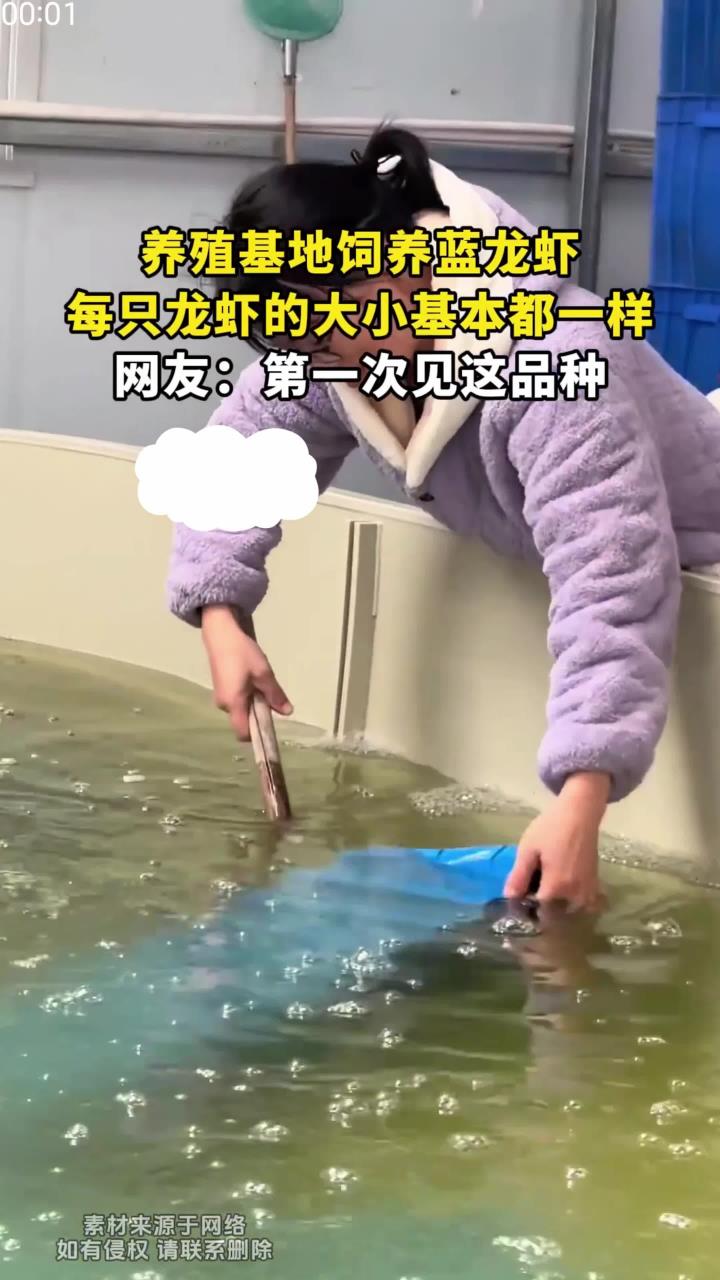 养殖基地饲养蓝龙虾,每只龙虾的大小基本都一样,网友:第一次见这品种
