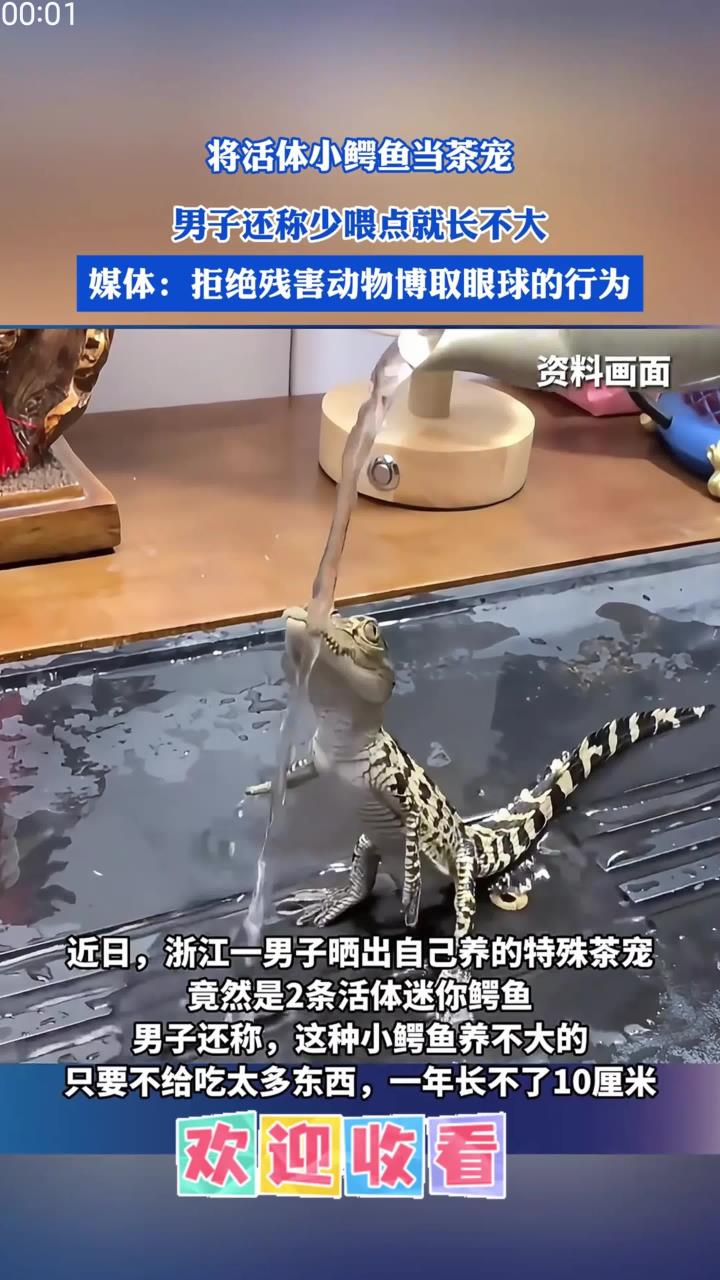 将活体小鳄鱼当茶宠，男子还称少喂点就长不大