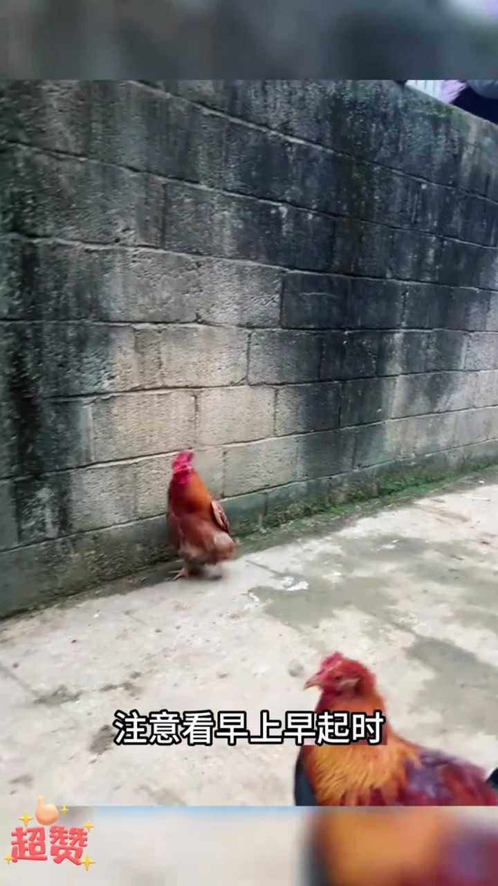 挺胸行走的鸡
