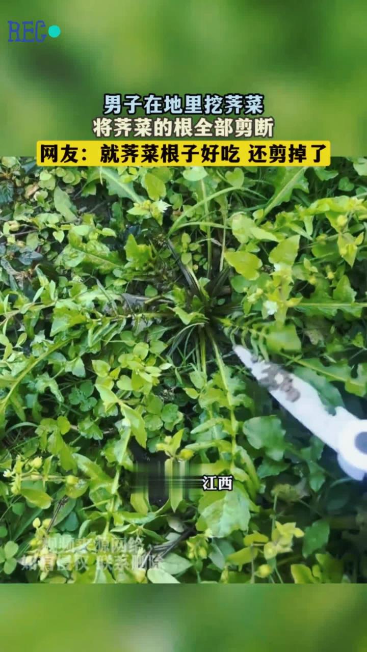 男子在地里挖荠菜，将荠菜的根全部剪断