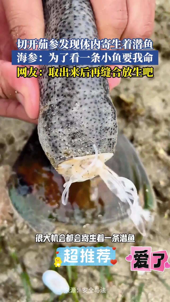 切开茄参发现体内寄生着潜鱼,海参:为了看一条小鱼要我命