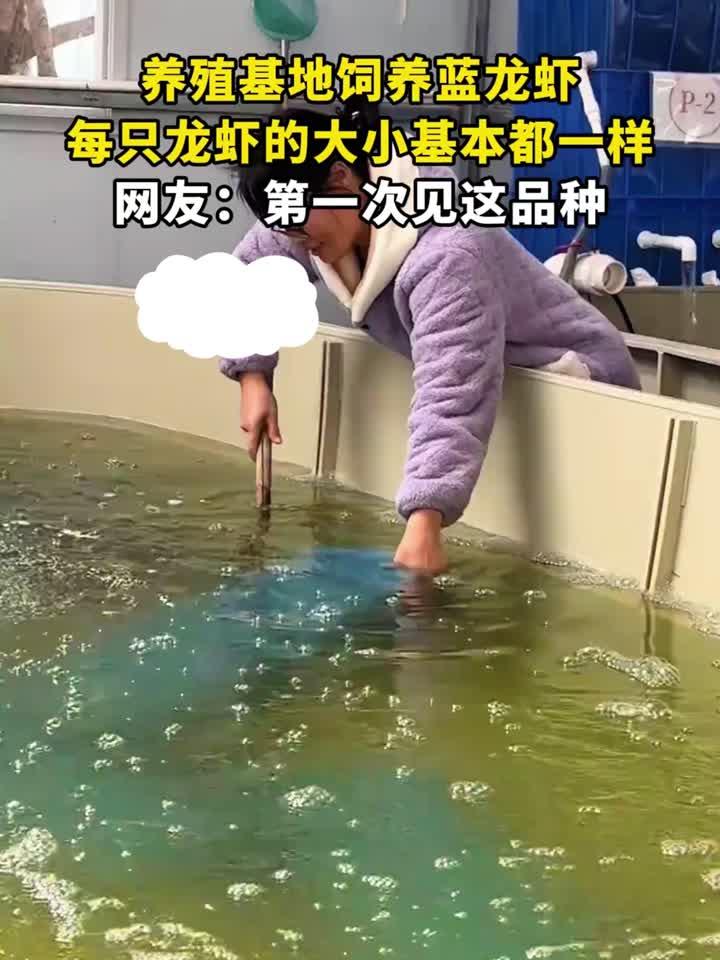 养殖基地饲养蓝龙虾,每只龙虾的大小基本都一样,网友:第一次见