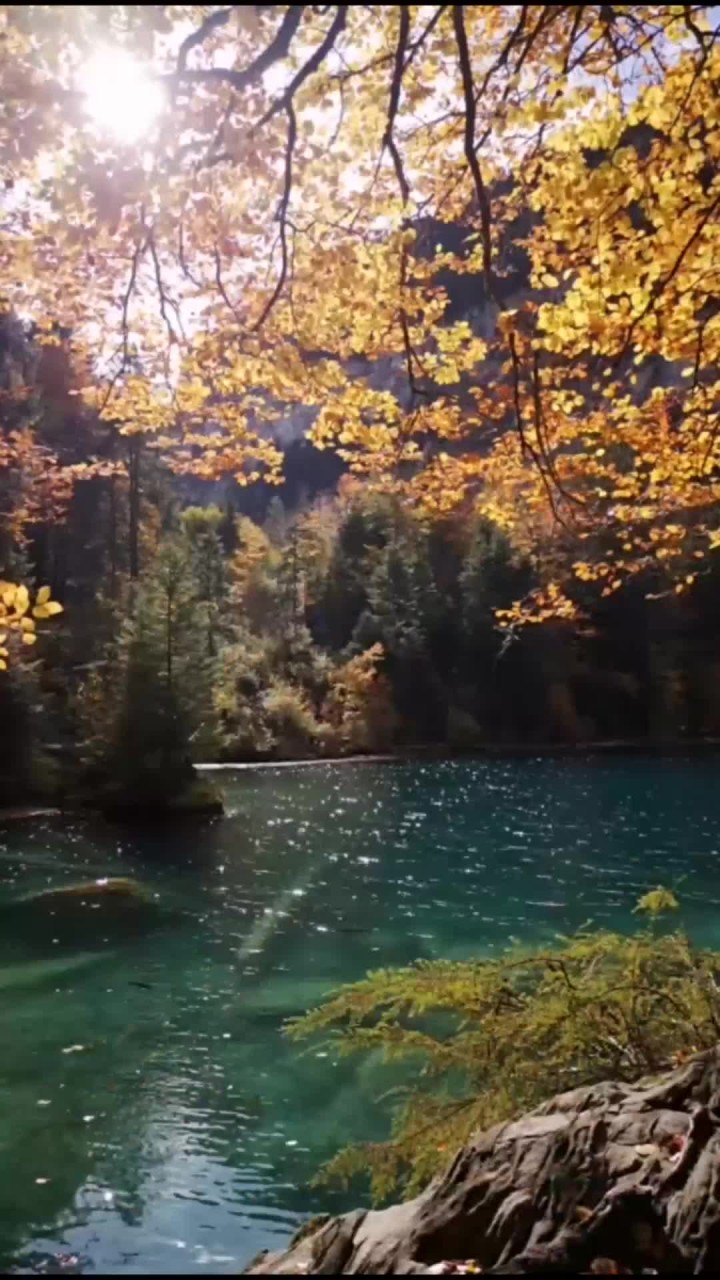 瑞士 blausee 湖,淡蓝湖水鲑鱼游