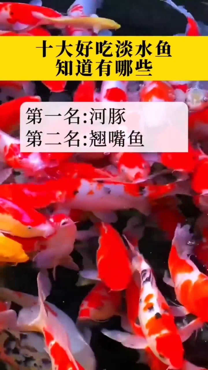 十大好吃的淡水鱼,你知道哪些?