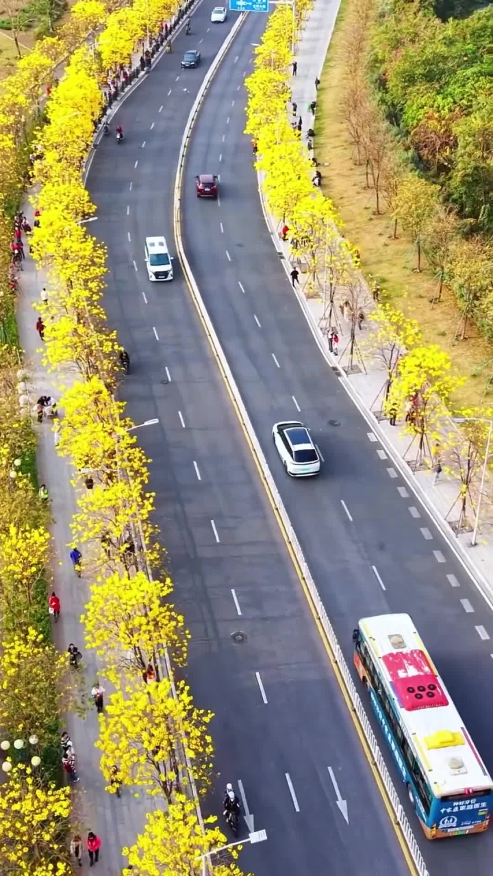 黄花风铃木开,春天真的到来啦