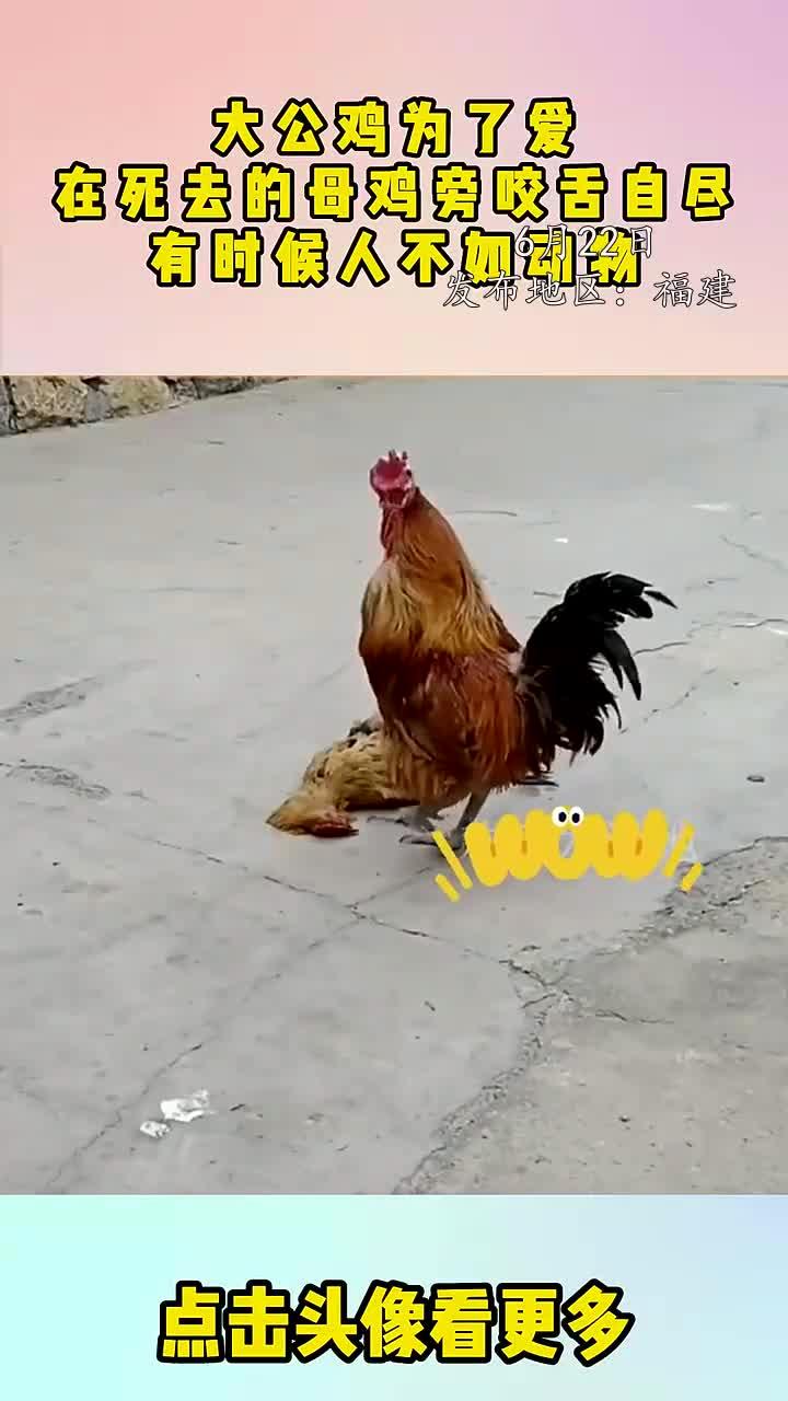 大公鸡为了爱，在死去的母鸡旁咬舌自尽，有时候人不如动物！