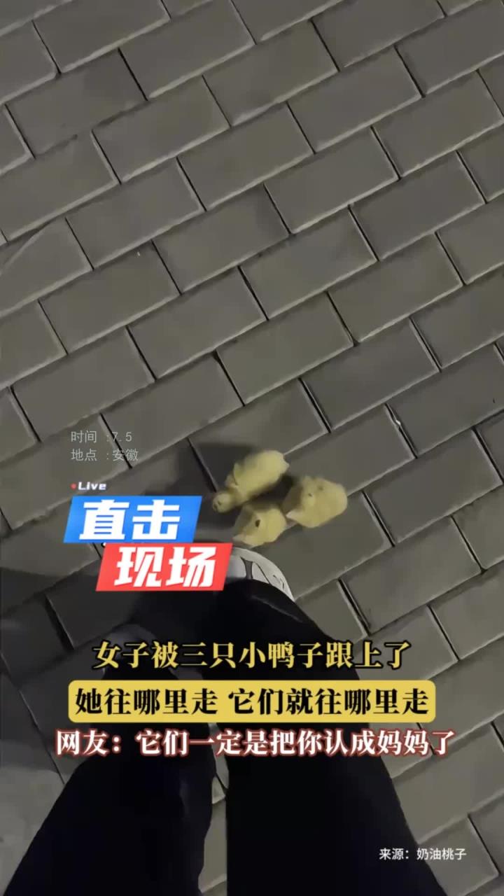 女子被三只小鸭子跟上了，她往哪里走，它们就往哪里走