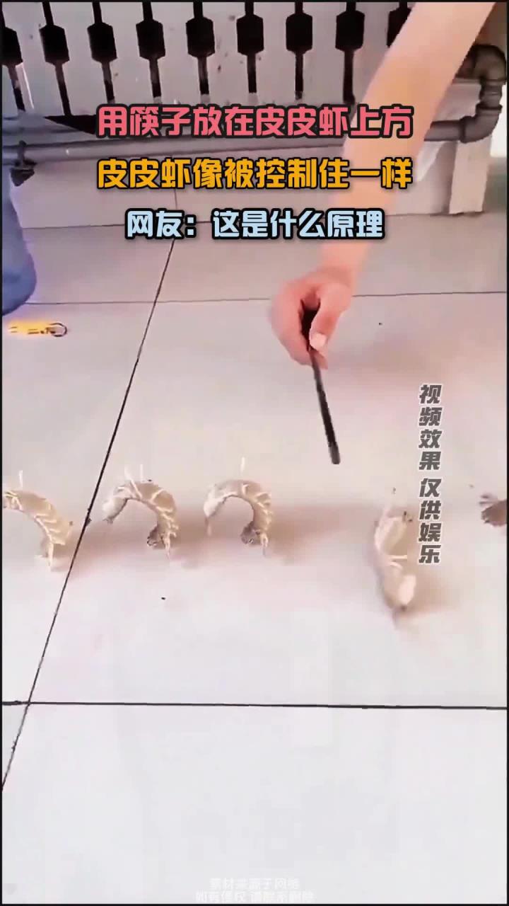 筷子放在皮皮虾上方,皮皮虾像被控制住一样,网友:这是什么原理