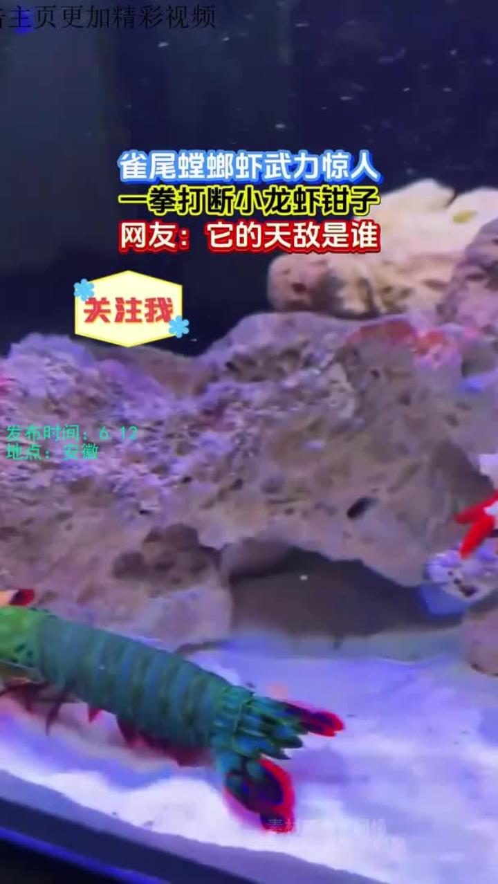 雀尾螳螂虾武力惊人,一拳打断小龙虾钳子,网友:它的天敌是谁