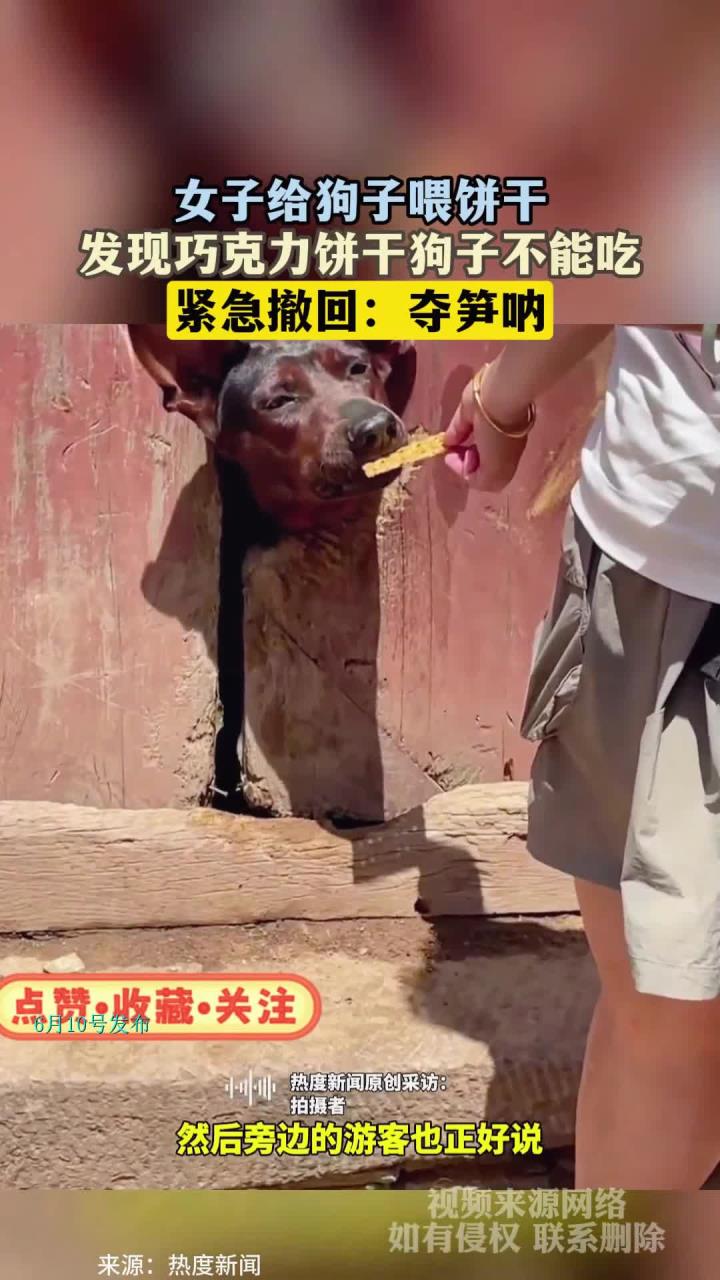 女子给狗子喂饼干,发现巧克力饼干狗子不能吃,紧急撤回:夺笋呐