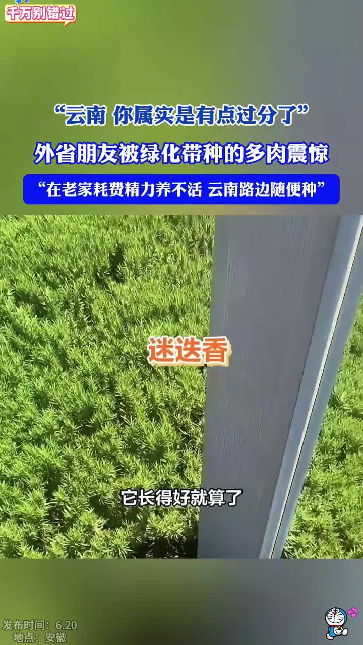 外省朋友被绿化带种的多肉震惊