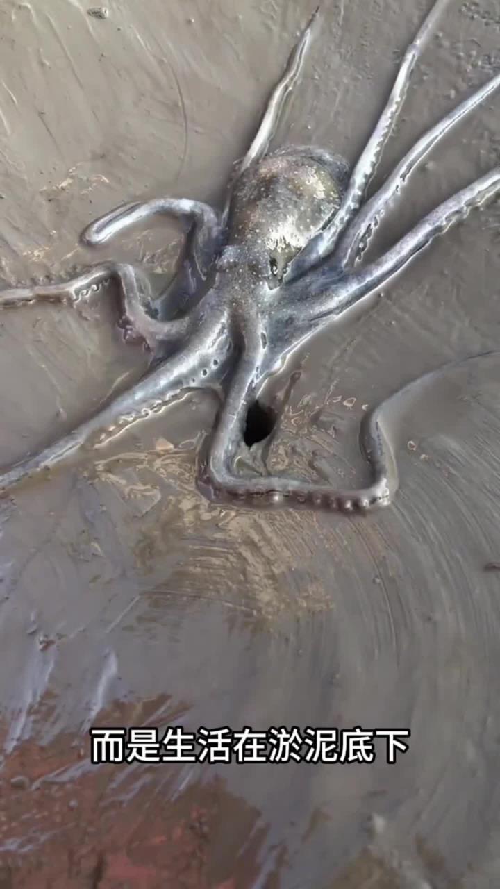 原来八爪鱼竟然生活在地下