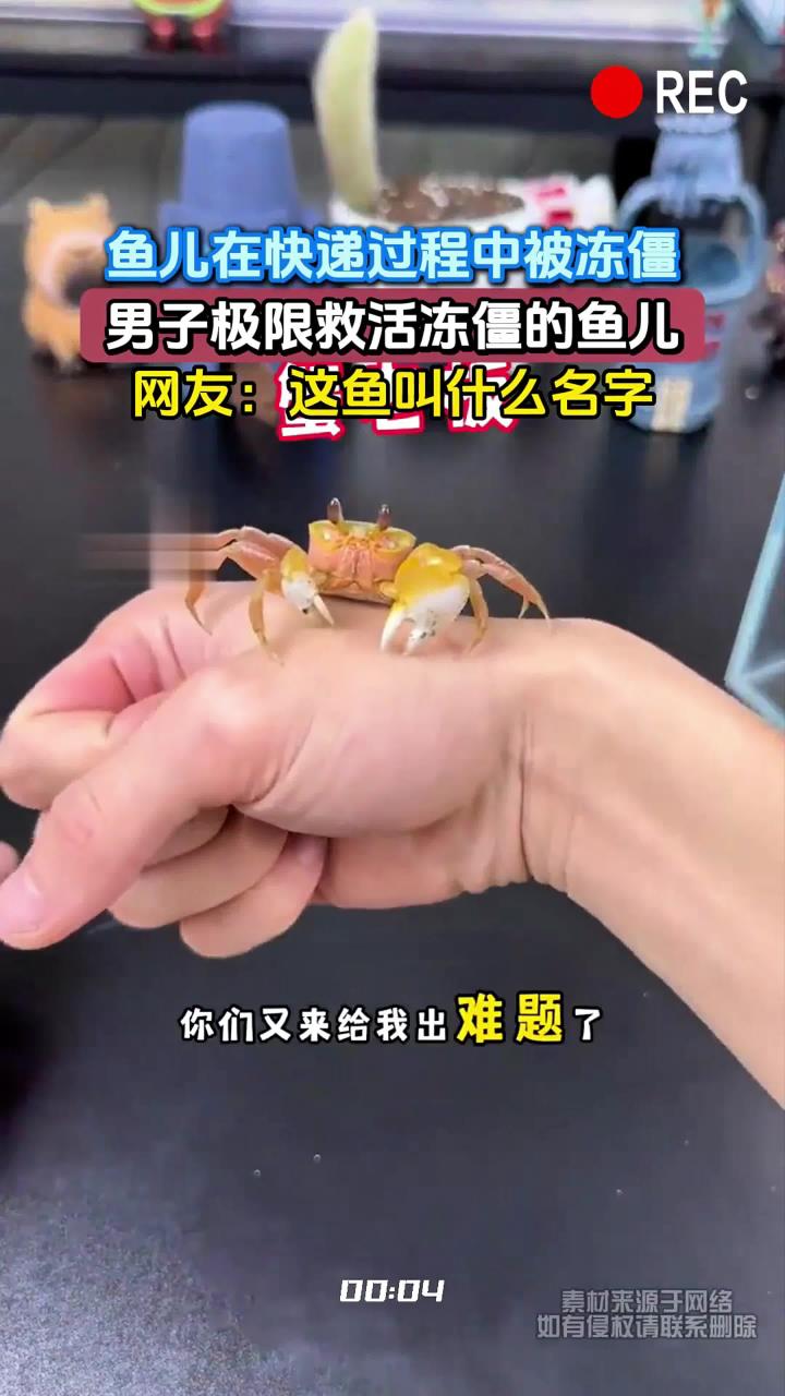 鱼儿在快递过程中被冻僵，男子极限救活冻僵的鱼儿