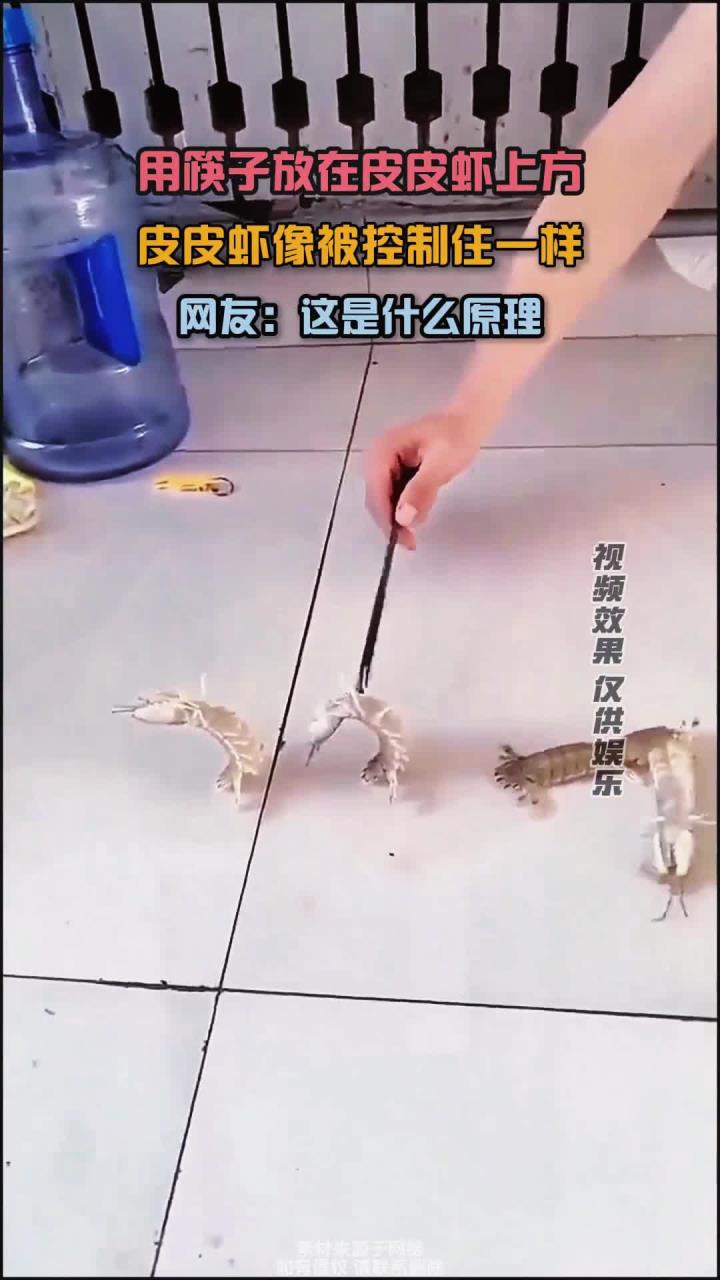 筷子放在皮皮虾上方,皮皮虾像被控制住一样,网友:这是什么原理