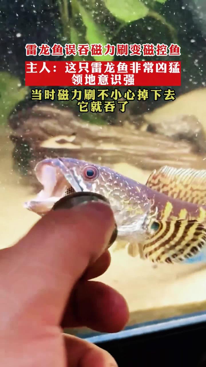 雷龙鱼误吞磁力刷变磁控鱼,主人:这只雷龙鱼非常凶猛领地意识强