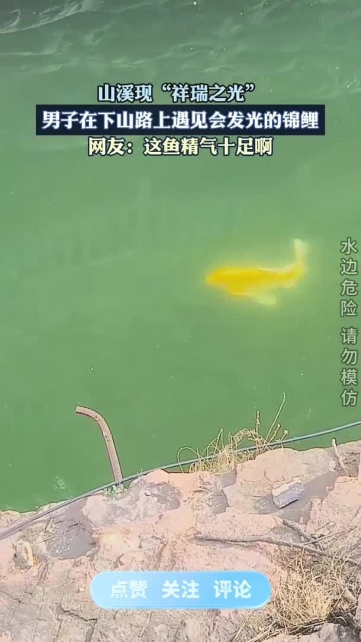 山溪现“祥瑞之光”,男子在下山路上遇见会发光的锦鲤