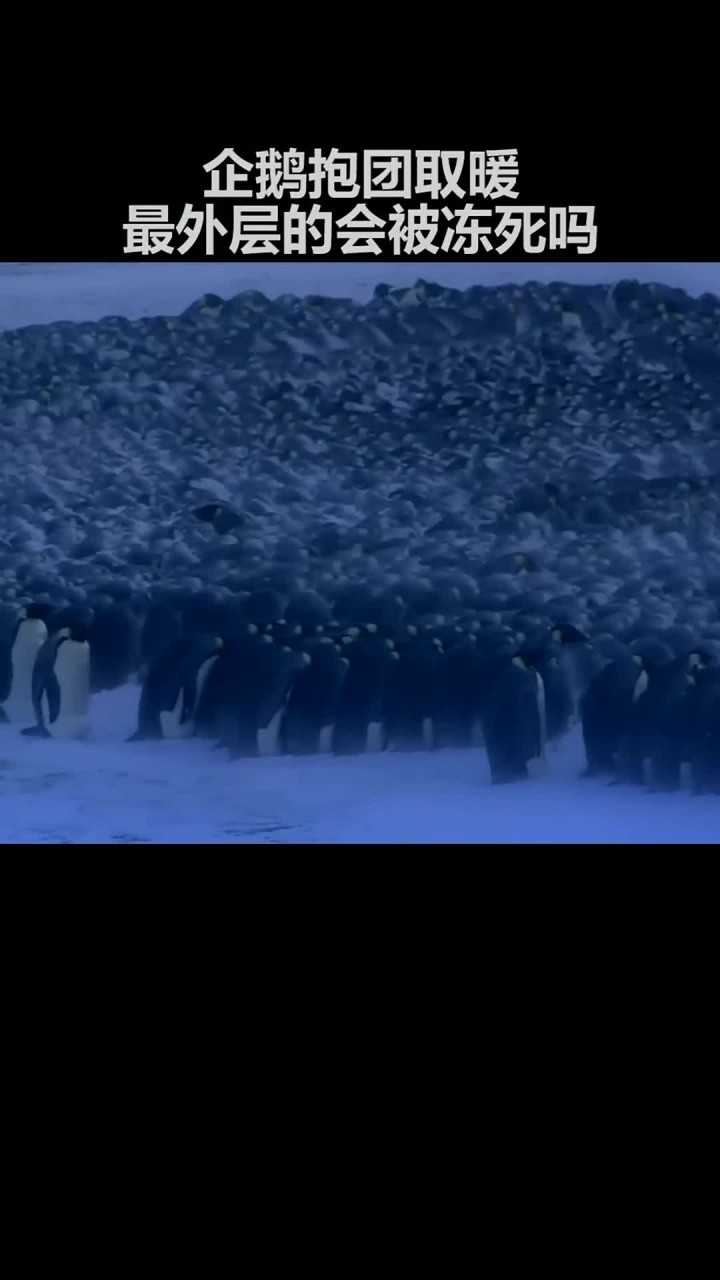 企鹅报团取暖最外层的会被冻死吗?