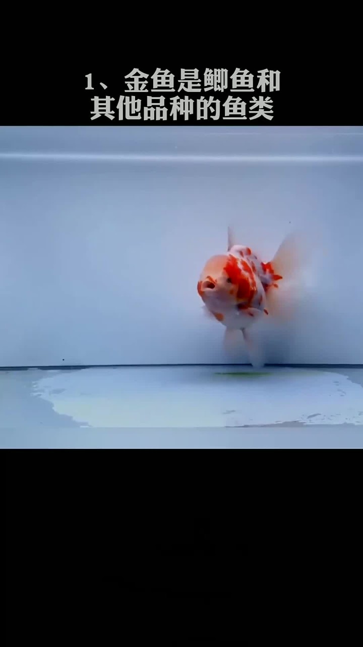 为什么金鱼没人吃
