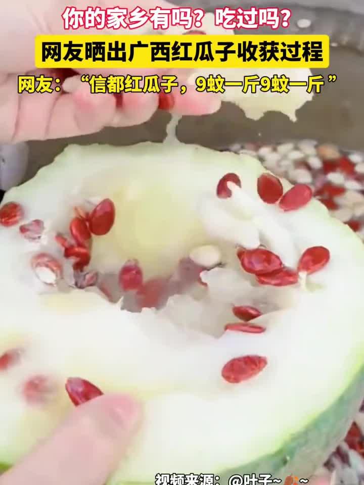 网友晒出广西红瓜子收获过程!你的家乡有吗?吃过吗?